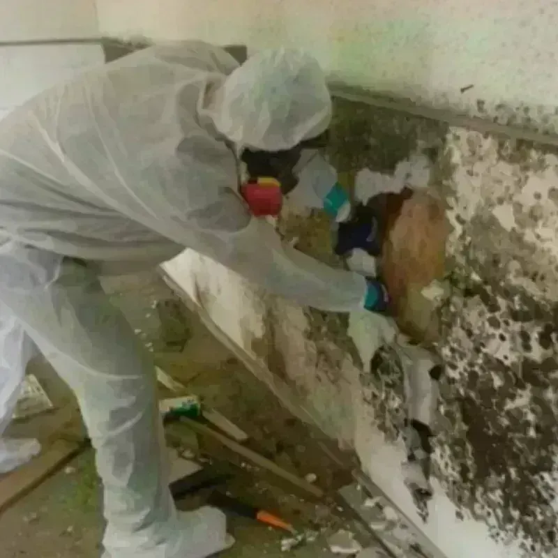 Mold Remediation and Removal in Lake City, MN